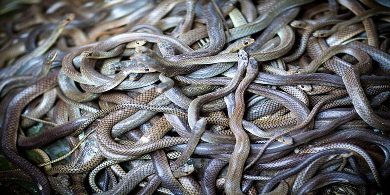 Mỗi giấc mơ thấy rắn gắn liền với một con số khác nhau